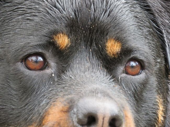 there-s-something-so-special-about-dogs-with-spots-above-the-eyes-uk